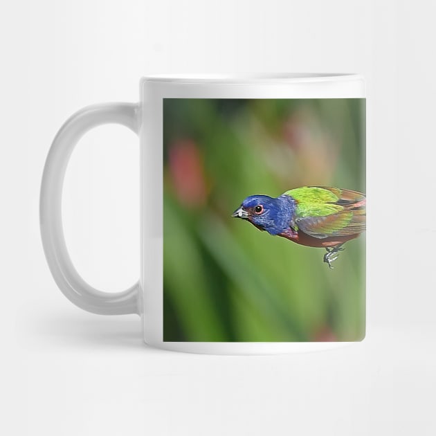 Painted Bunting Bird in Flight by candiscamera